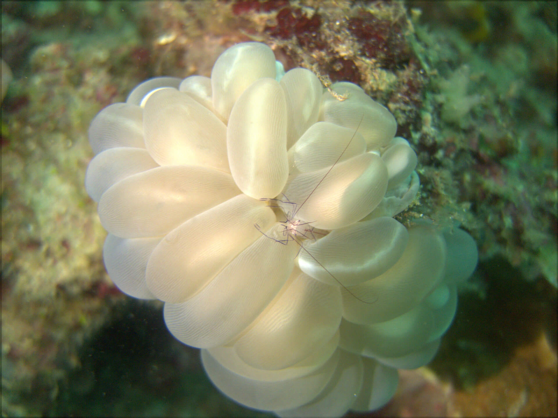 Bunaken Island, Manado, Indonesia - Bubble coral shrimp