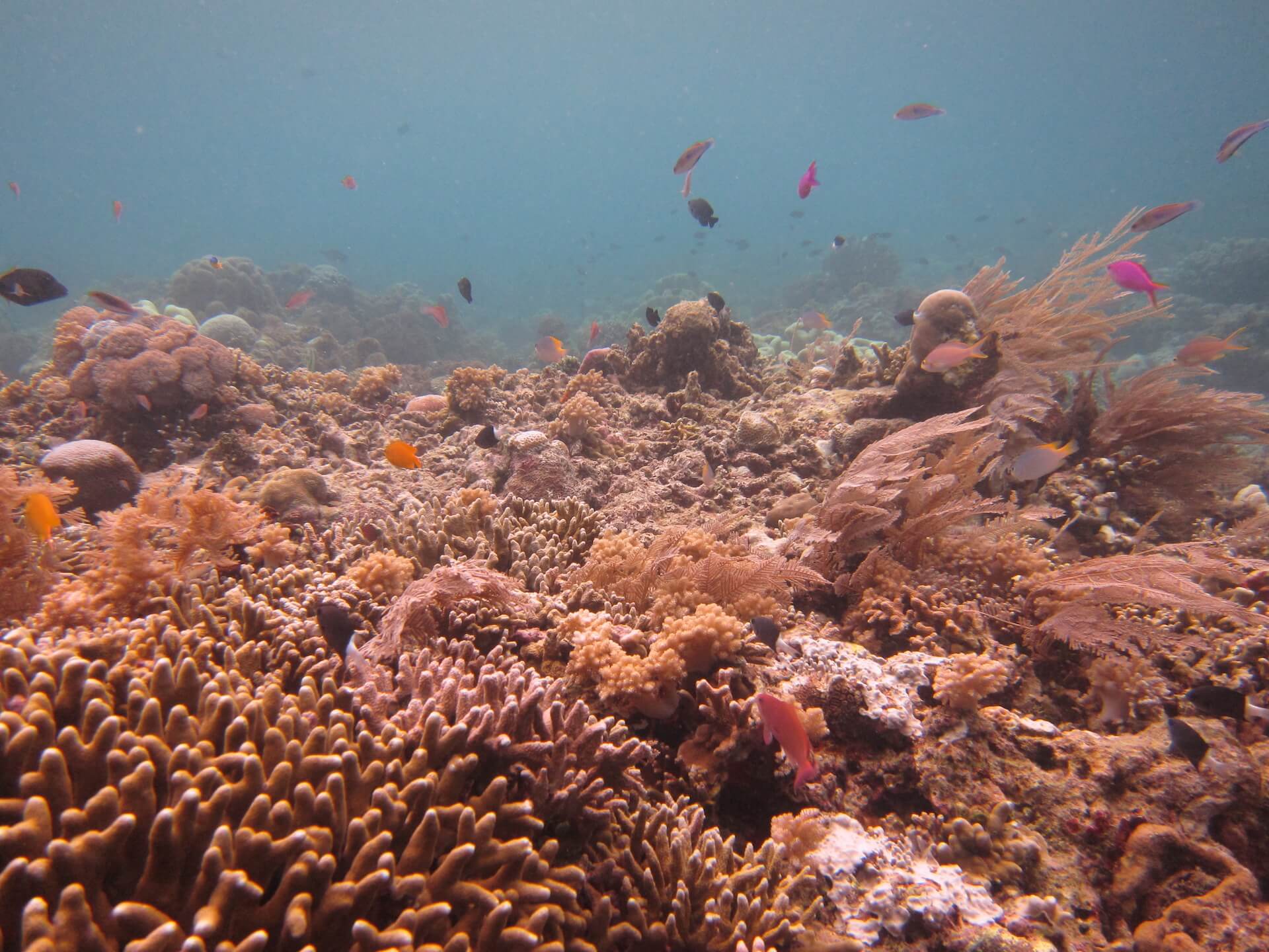 Bunaken Island, Manado, Indonesia - Coral reef 1