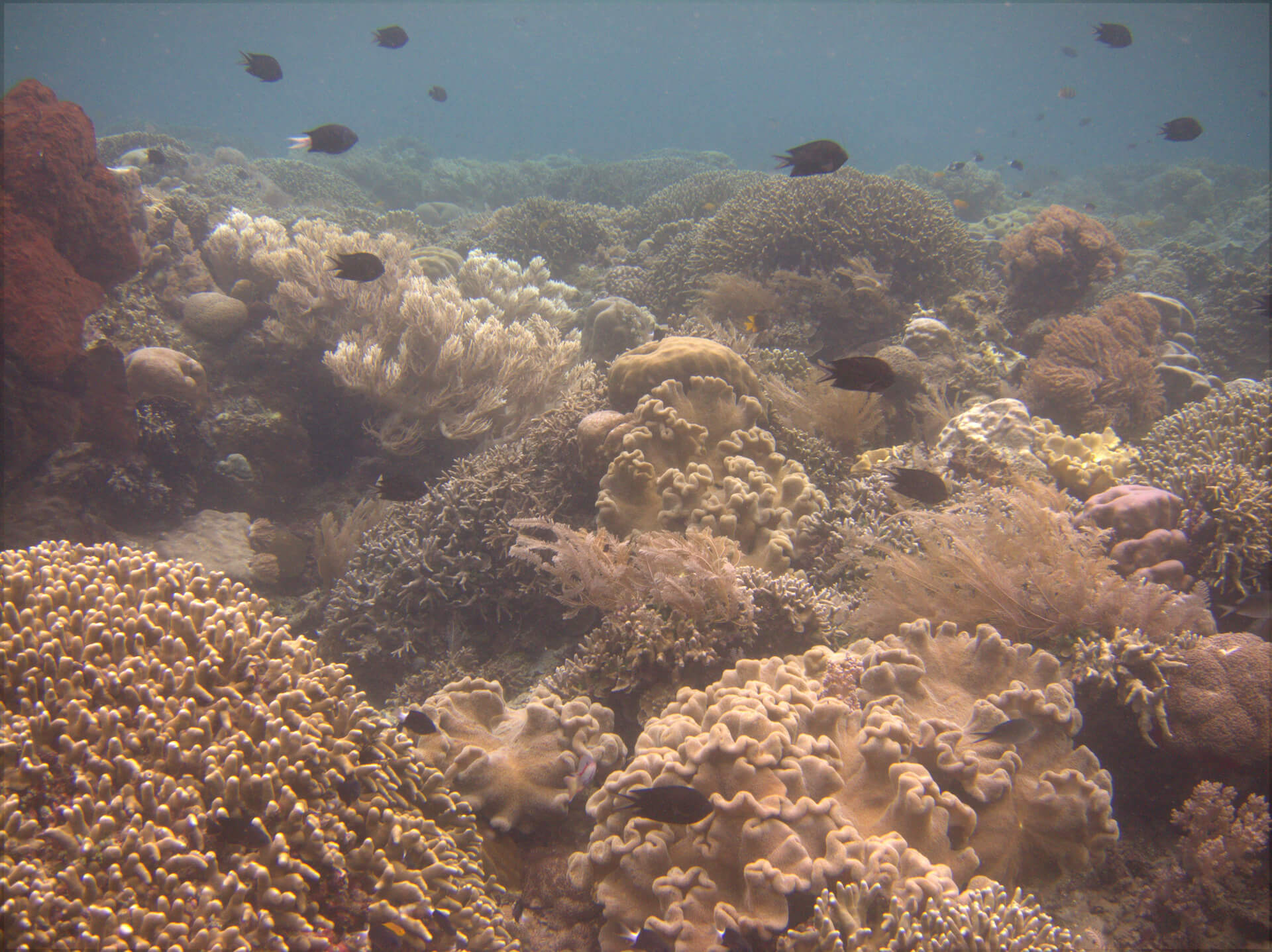 Bunaken Island, Manado, Indonesia - Coral reef 2