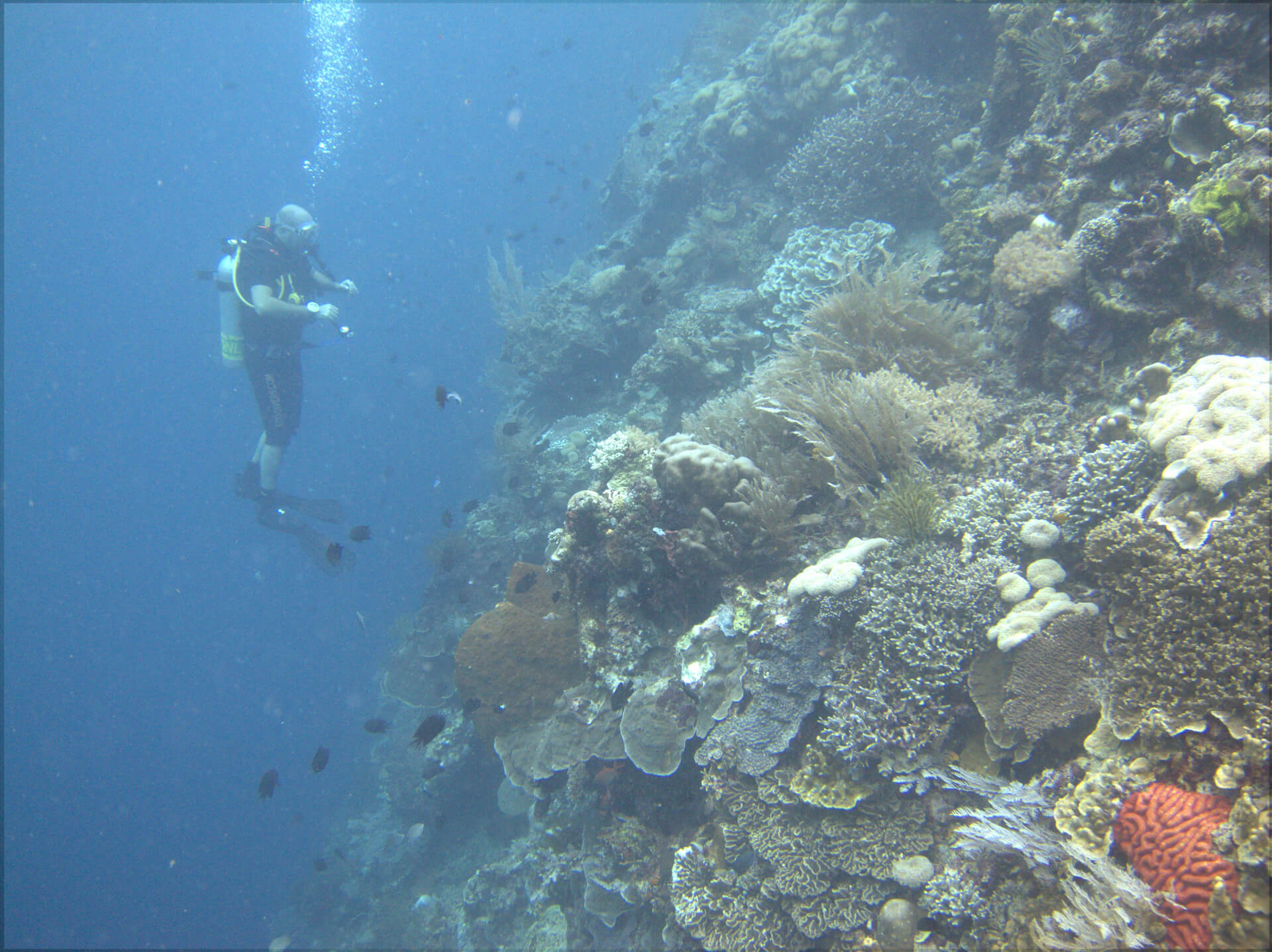 Bunaken Island, Manado, Indonesia - Coral reef 4