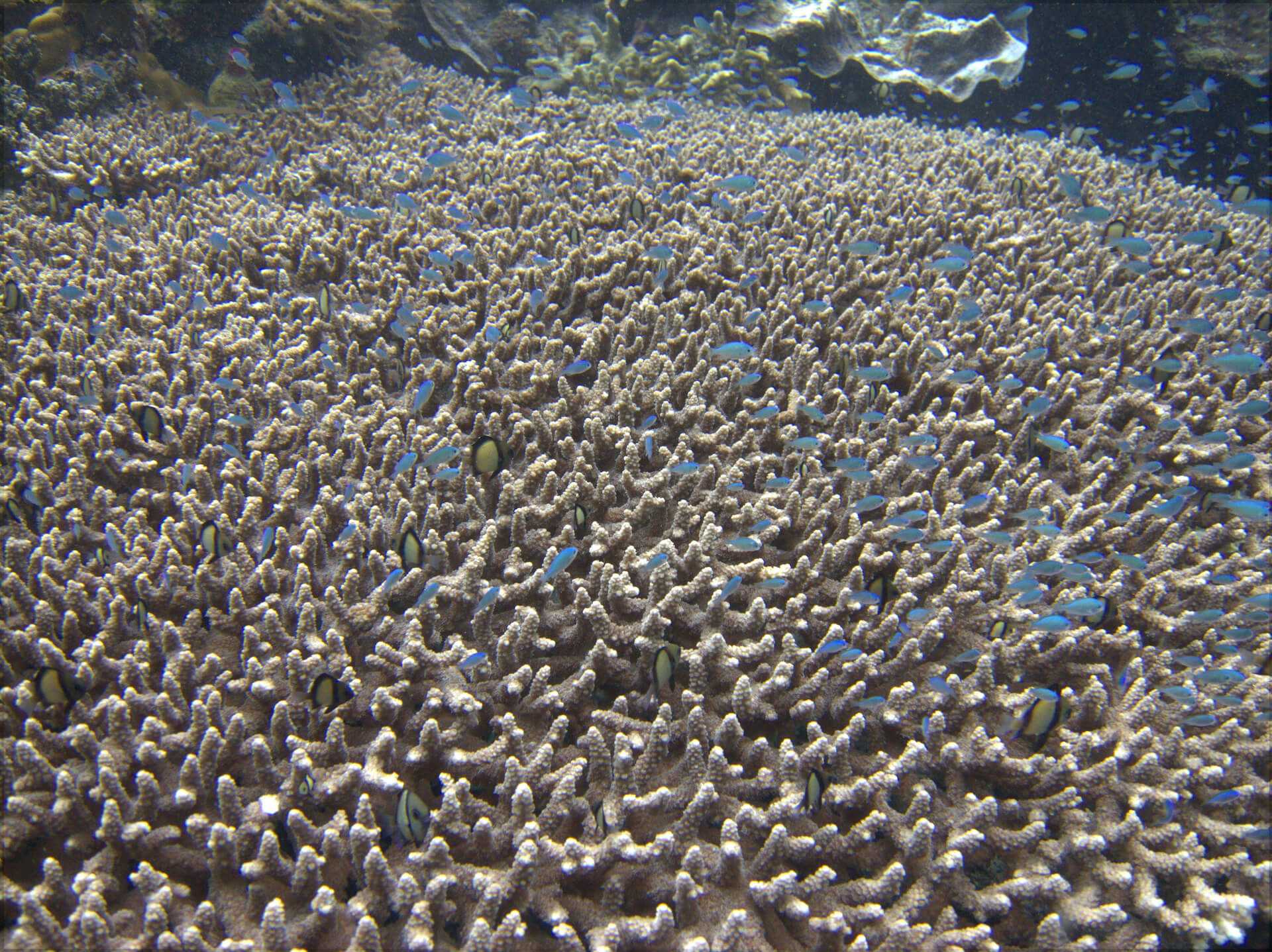 Bunaken Island, Manado, Indonesia - Coral reef 5