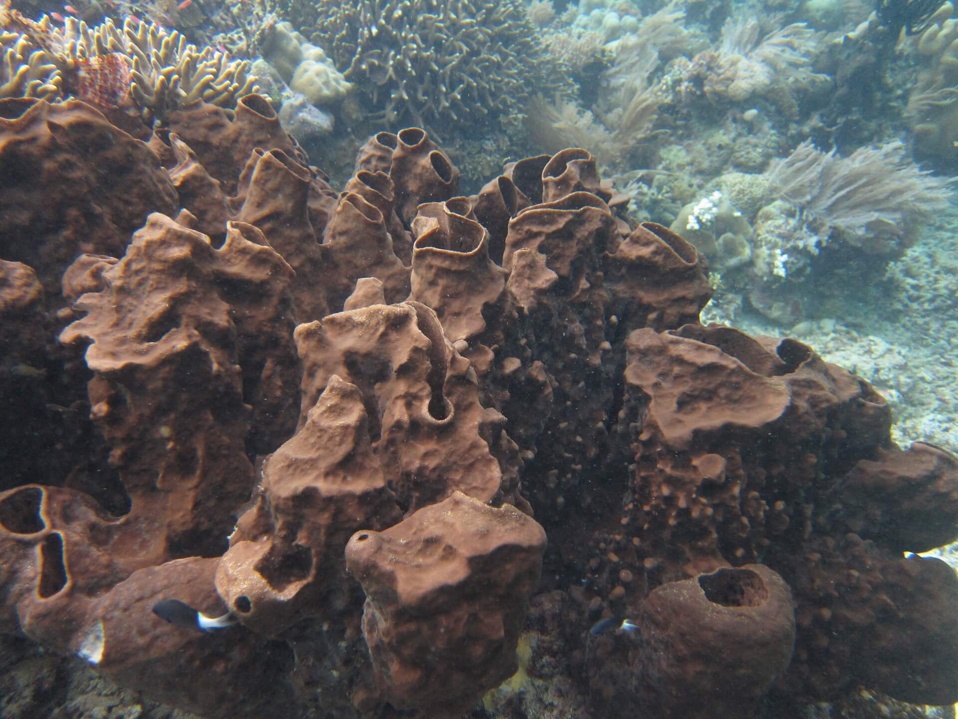 Bunaken Island, Manado, Indonesia - Coral reef 6