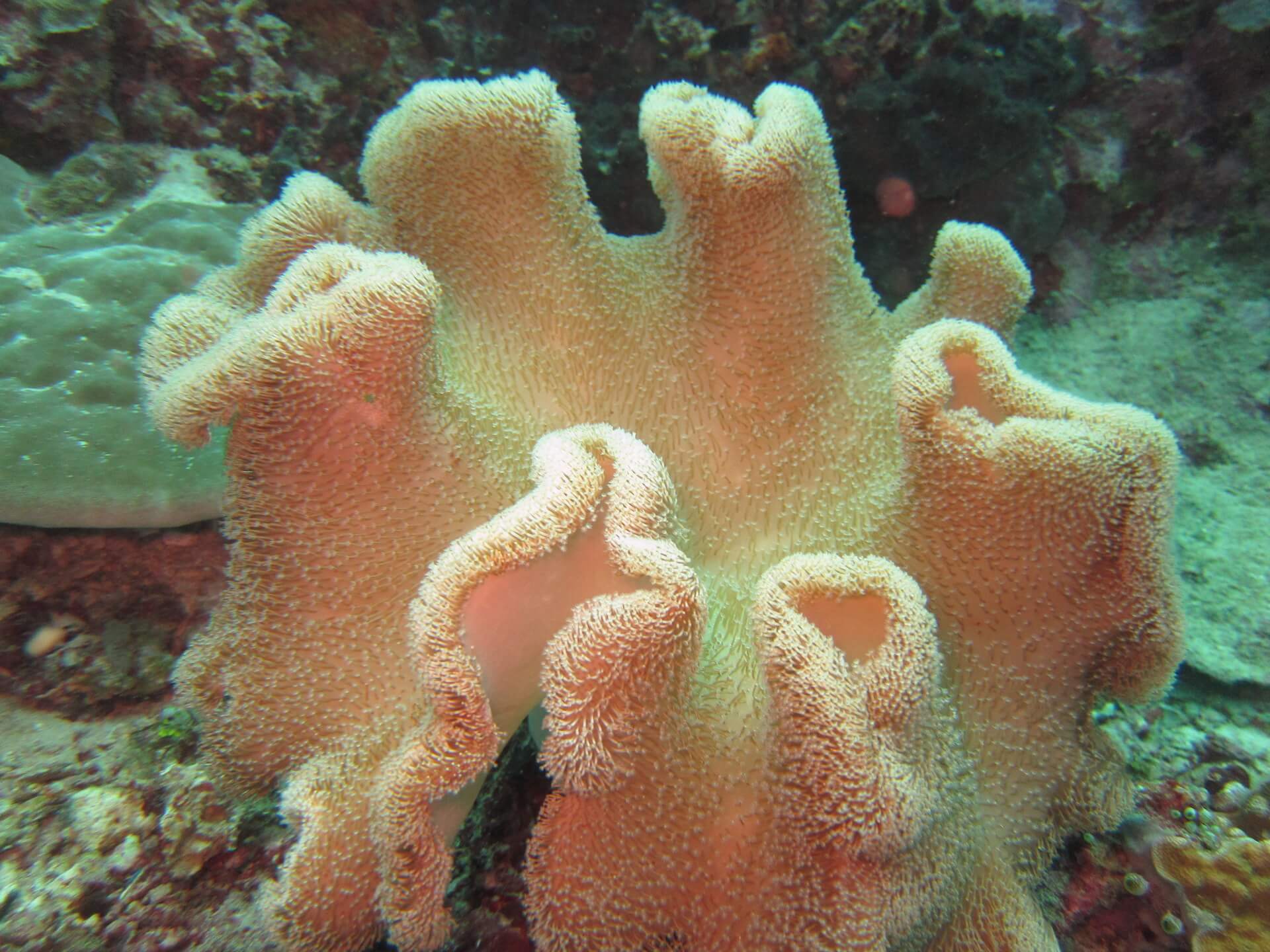 Bunaken Island, Manado, Indonesia - Soft coral 1