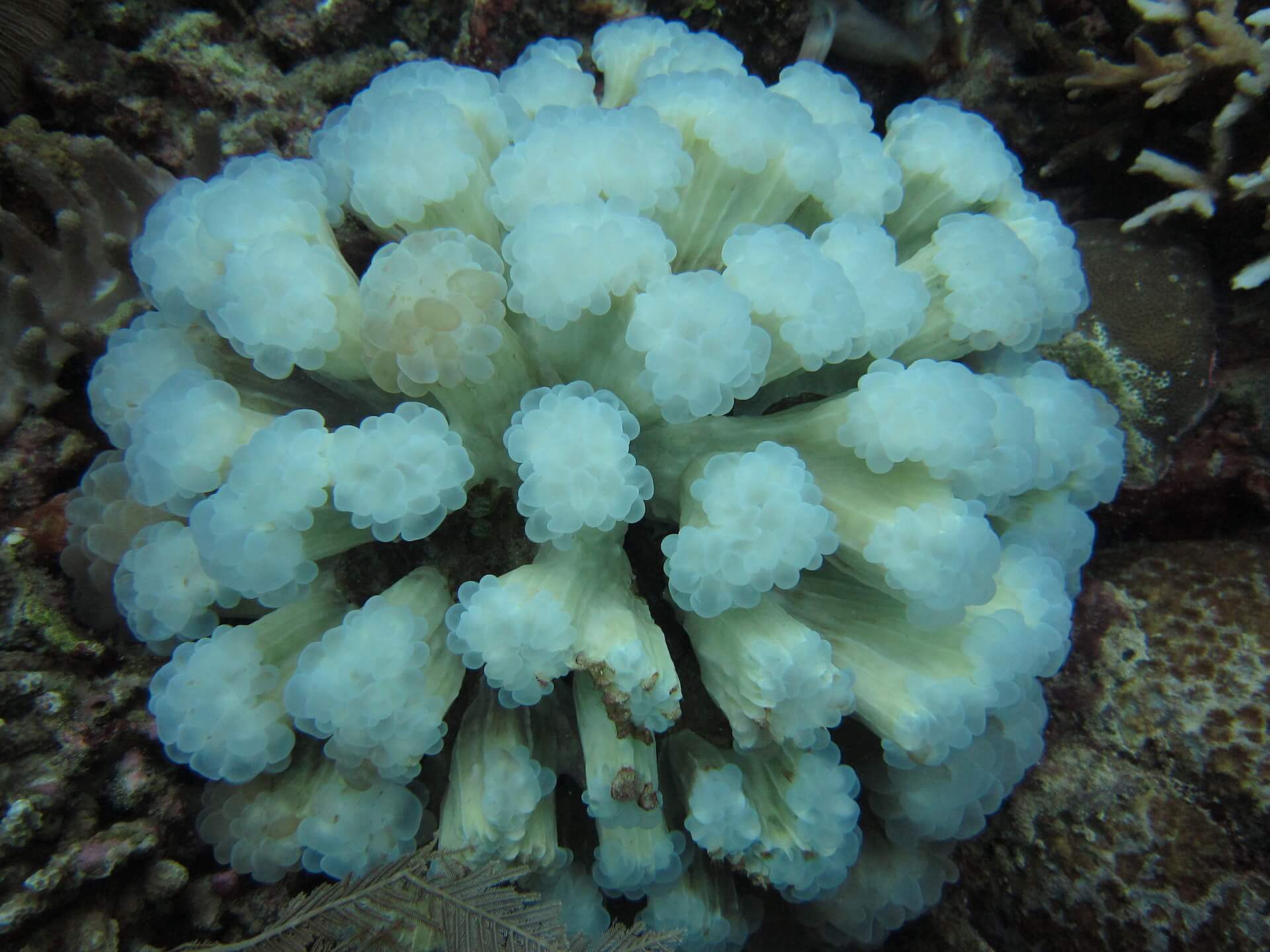 Bunaken Island, Manado, Indonesia - Soft coral 2