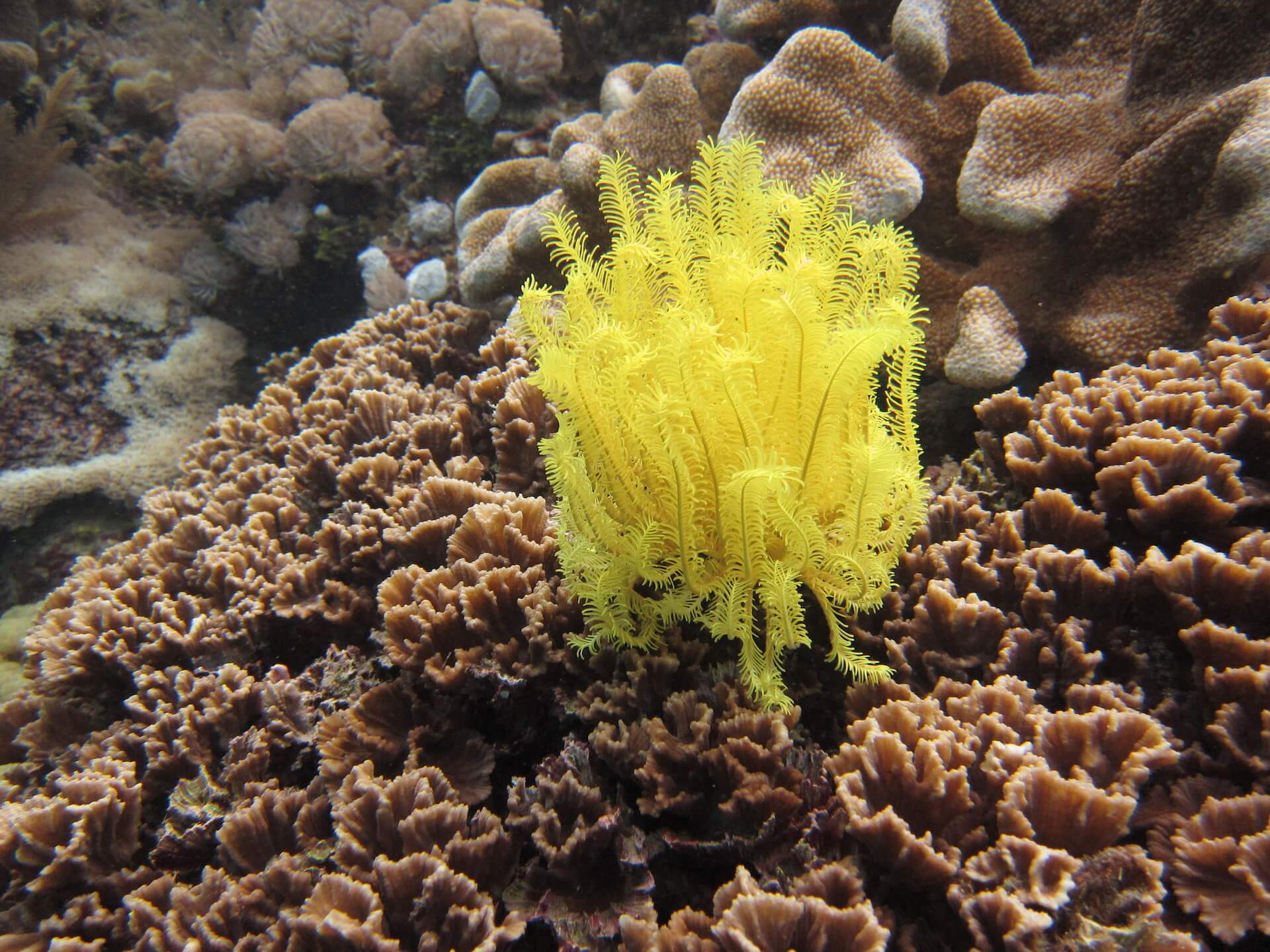 Bunaken Island, Manado, Indonesia - Soft coral 3