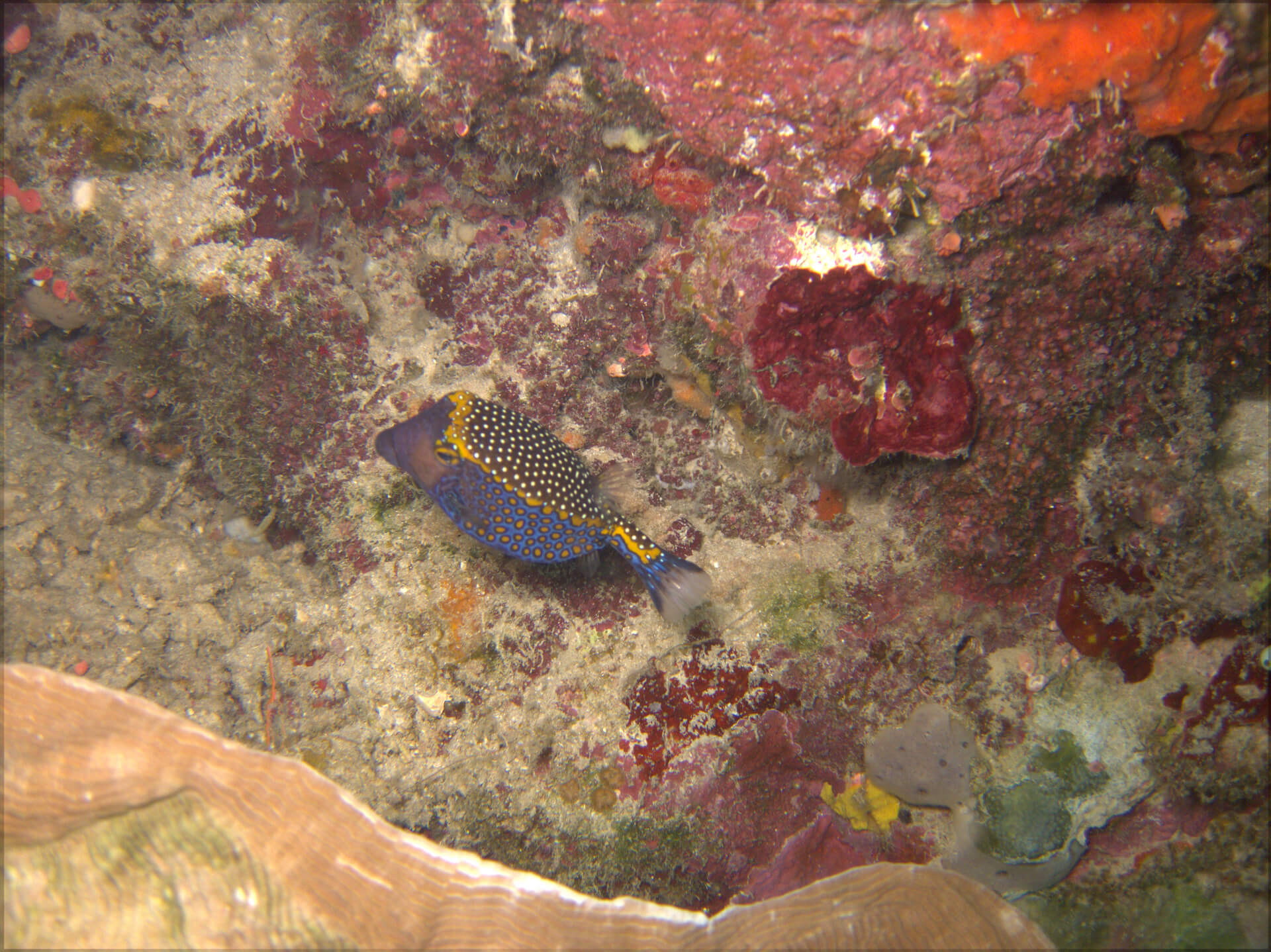 Bunaken Island, Manado, Indonesia - Whitespotted box fish